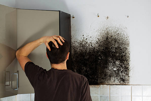 Home Mold Removal in Beesleys Point, NJ